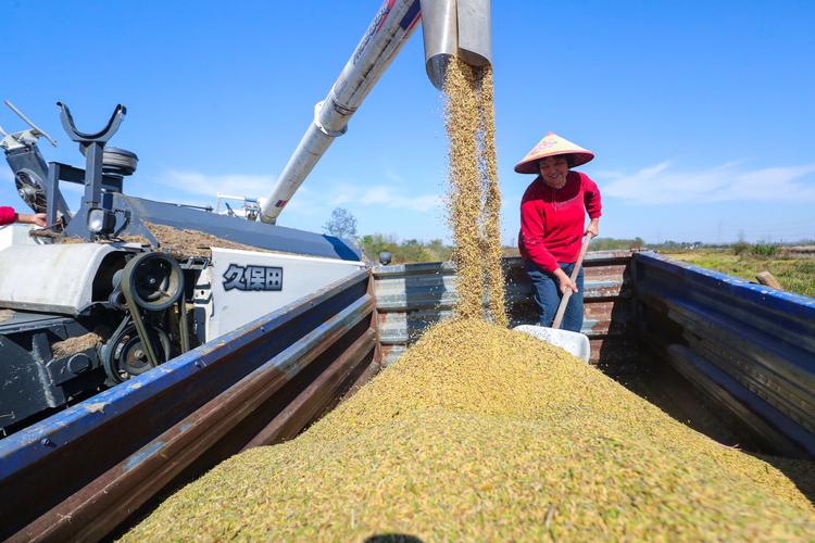 光山:抢收第二茬再生水稻